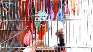 Cat ???? and Birds/ sweet baby ????????/Pakistan