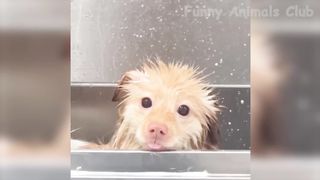 Funniest Animal Videos???? - Best Cats???? and Dogs???? Videos 2023!