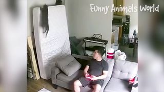 Funny Dogs And Cats Videos 2023 ???????? - Best Animal Videos Of The Month ???? #2 2