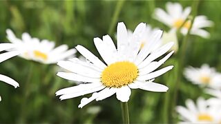 Talawat e Quran Pak//Nature//Flowers
