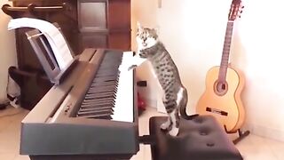 Funniest cats-don’t try to half back laughter