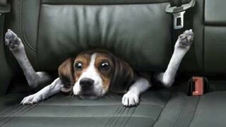 Funny Dogs And Cats Videos 2023 ???????? - Best Animal Videos Of The Month ???? #3 2