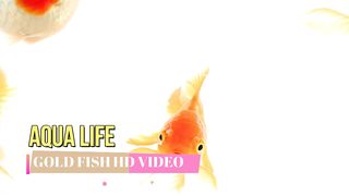 GOLD FISH HD VIDEO