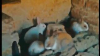 Imposter Cute Rabbit ❤️ | Cute Rabbit 