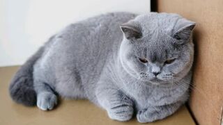 Crazy cat ???? 2