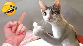 Les animaux les plus drôles ???? Chats et chiens drôles 2023 ???????? 2