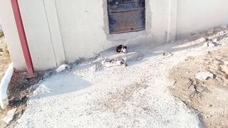 Two funny cats