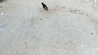 Amazing cat 2