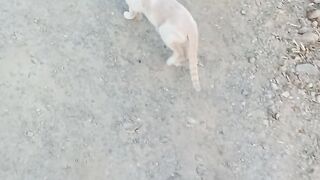 Funny stray cat 2