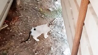 2 funny cats video
