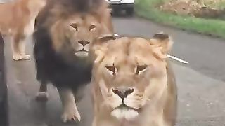 lion shorts