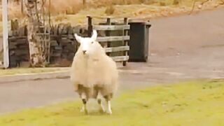 Funny Animal Videos 2023 ???? - Funniest Cats And Dogs Video ???? 2