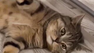 Funny Animal Videos 2023 ???? - Funniest Cats And Dogs Video