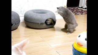 Funny Animal Videos 2023 ???? - Funniest Cats And Dogs Video 2