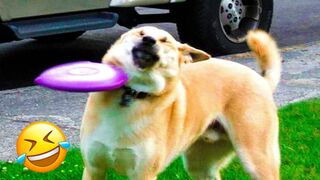 Funniest Cats And Dogs Videos - Best Funny Animal Videos 2023 #1