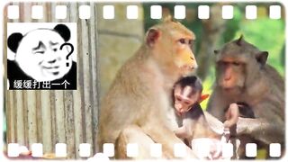 Adorable Monkeys Beautiful Scenes Funny Amazing