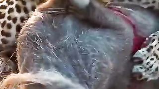 peccary becomes dessert