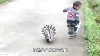 animal 12