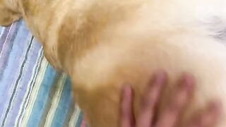 animal 14