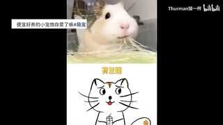 animal 16