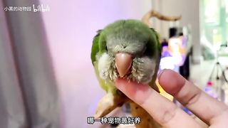 animal 17