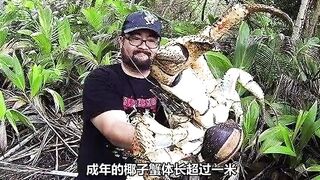 animal 20