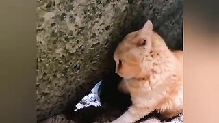 Nice video May you like this