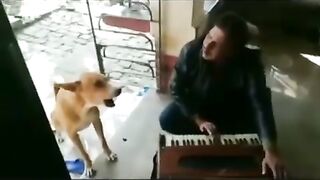 Funny song singer dog 10k view video
