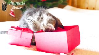 Learn Family Animals: Cat, Horse, Cow, Chicken, Duck - Farm Animal Sounds - Part 2