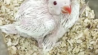 Parrot baby 5