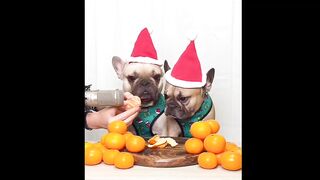 So Funny ???????? Super Dogs and Cats Reaction Videos
