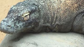 Komodo 2