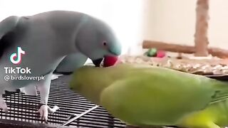 Parrots birds