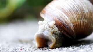True facts about land snail