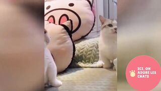 Vidéo chat drôle a mourir de rire????????????
