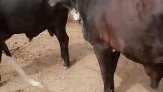 Deworming Schedule Of Animals