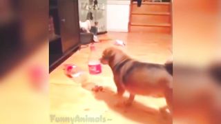 Funny animals videos P1