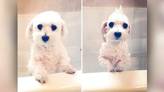 Funny animals before and after