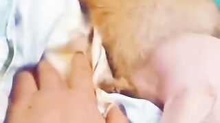 Coiffure des chiens vidéo drôle