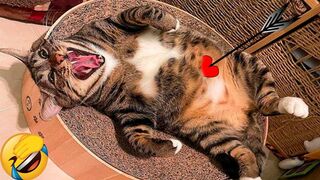 Best Funny Animal Videos Of The 2023 | Funniest Cats And Dogs Videos