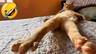 Meilleures vidéos d'animaux drôles de 2023 - Vidéos de chats et de chiens les plus drôles