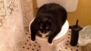 Best Funny Animal Videos Of The 2023 - Funniest Cats And Dogs Videos