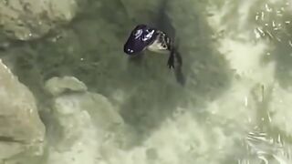 Funny pets 2