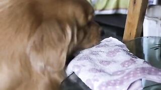Insan Se Jyada wafadar kutta Hota Hai
