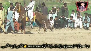 horseriding,horses,riding,#horse,wild horses,27#jhamra#darbar#kaly#shah