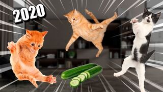 Best Scared And Startled Cats Compilation !