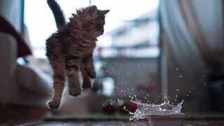 Cats Who Startle and Jump Scare! (A Compilation)