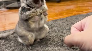 Funny pet 2