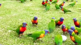 Beautiful pets ,beautiful voice, birds chirping
