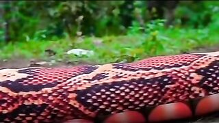 Hollywood Movie Scane Superhit Snake Move
